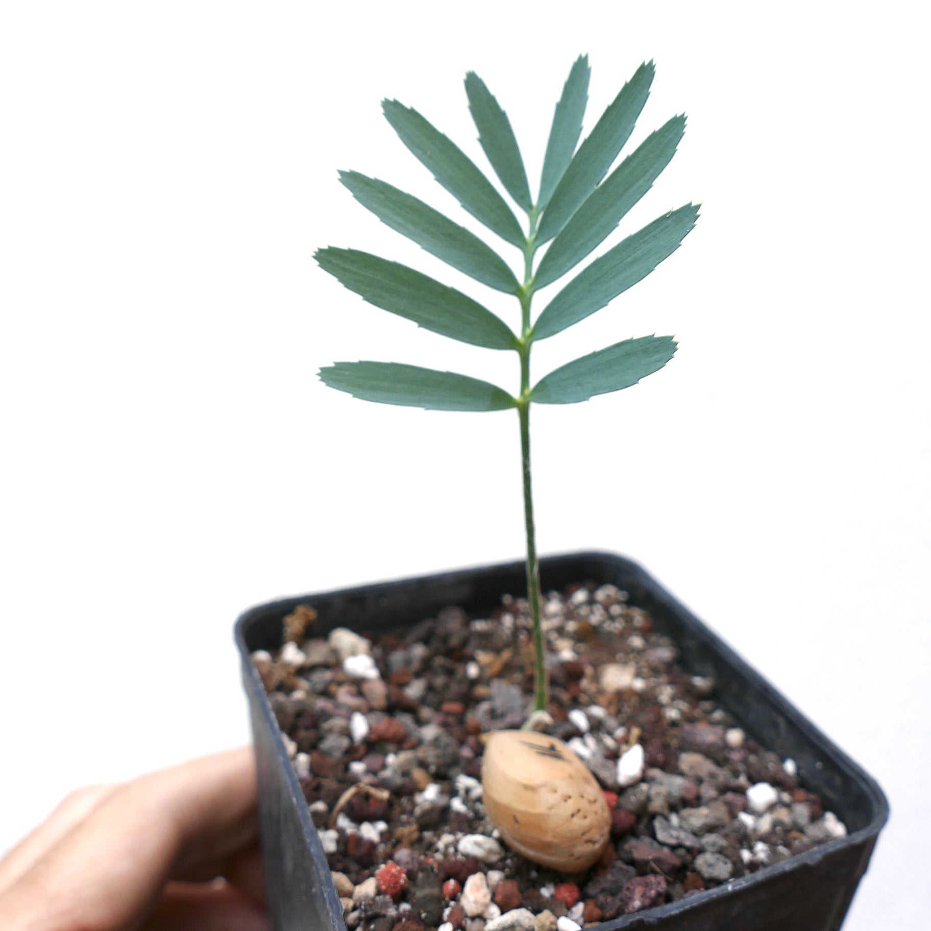 Encephalartos nubimontanus var. rubustus young seedling with pinnate leaves and textured seed in pot