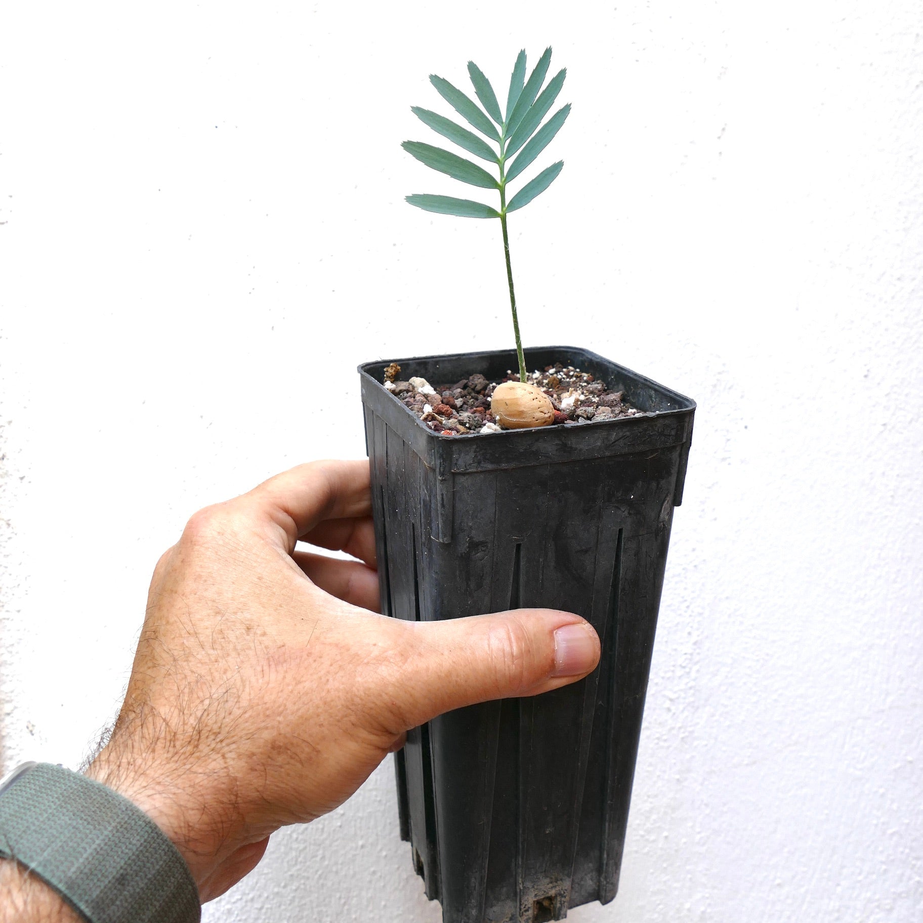 Encephalartos nubimontanus var. rubustus young seedling with slender green leaves in black pot