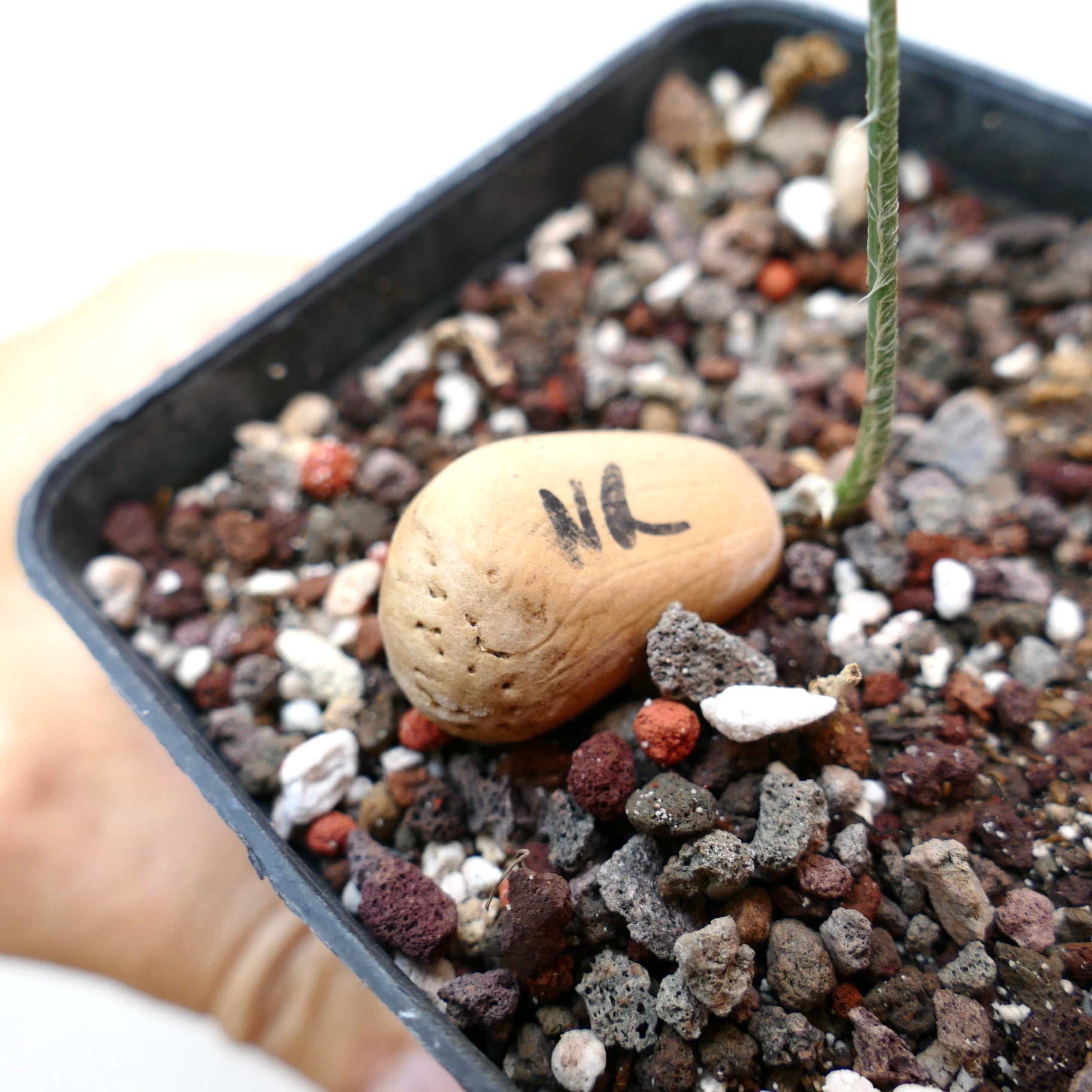 Encephalartos nubimontanus var. rubustus young seedling with emerging slender green stem in rocky soil