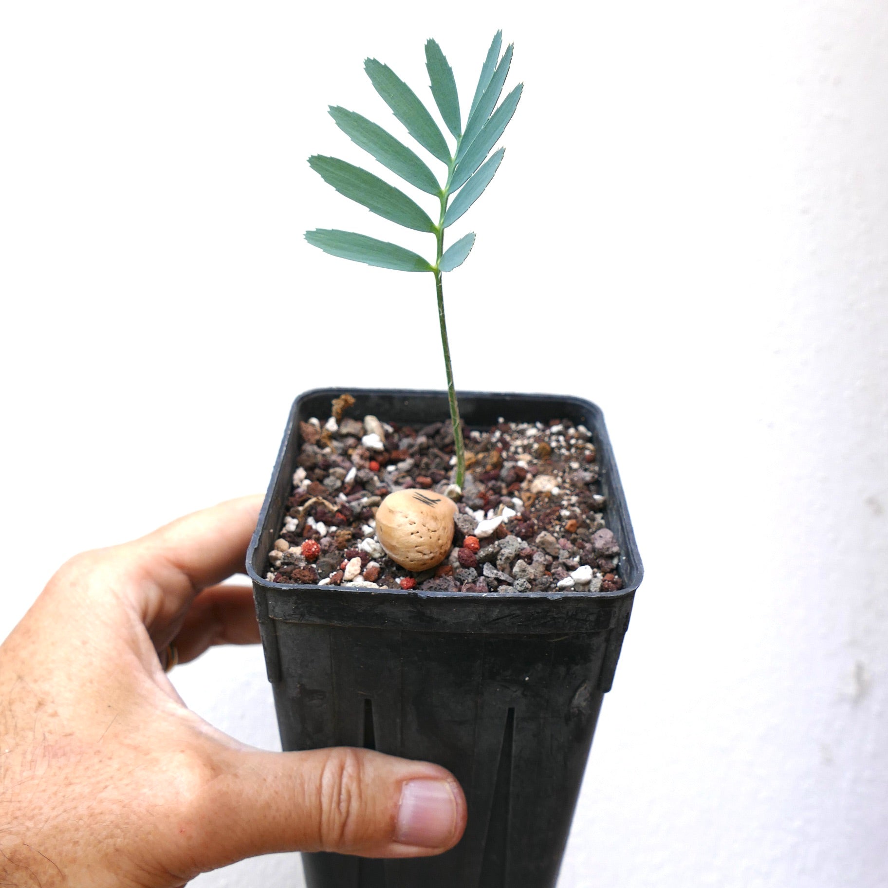 Encephalartos nubimontanus var. rubustus young cycad with green leaflets and swollen seed base in pot
