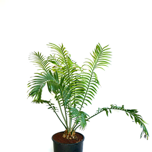 Encephalartos sclavoi 9cm caudex