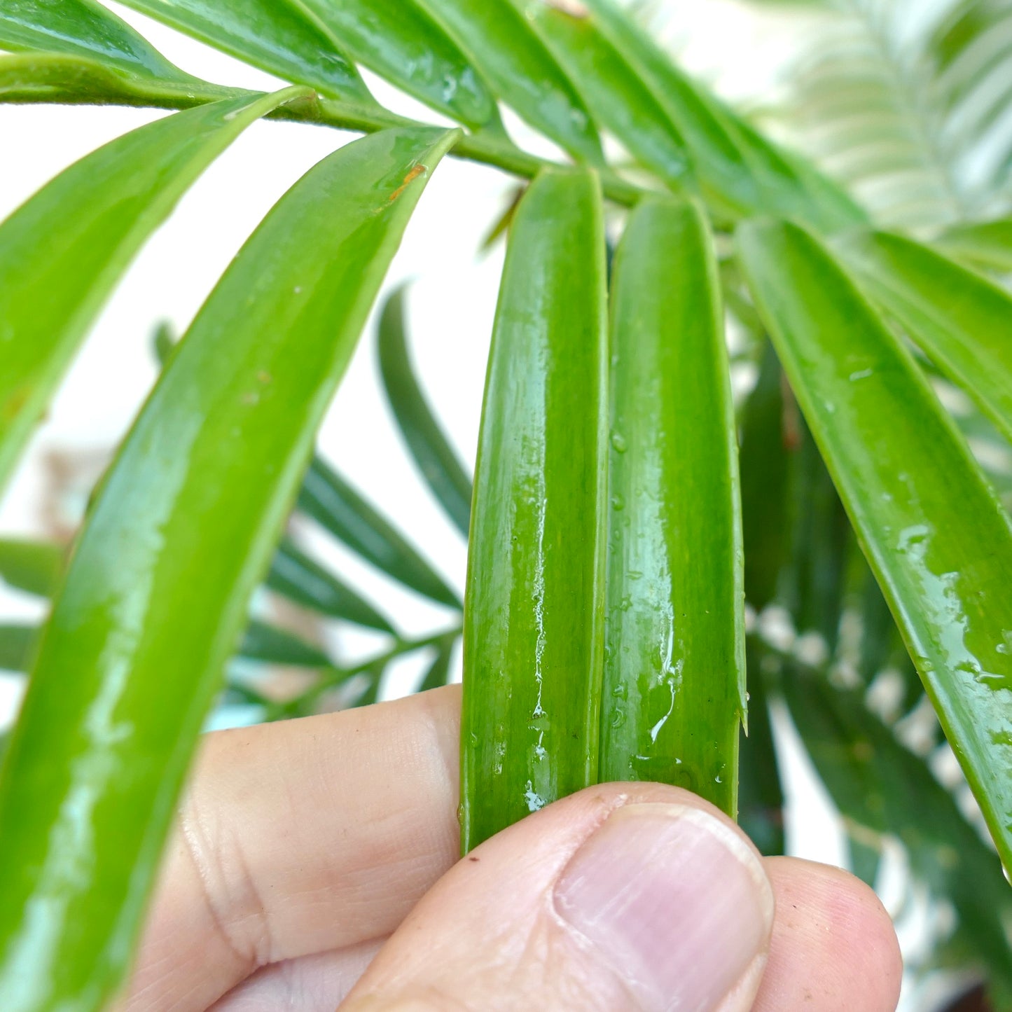 Encephalartos sclavoi glossy green pinnate leaves close-up with human hand