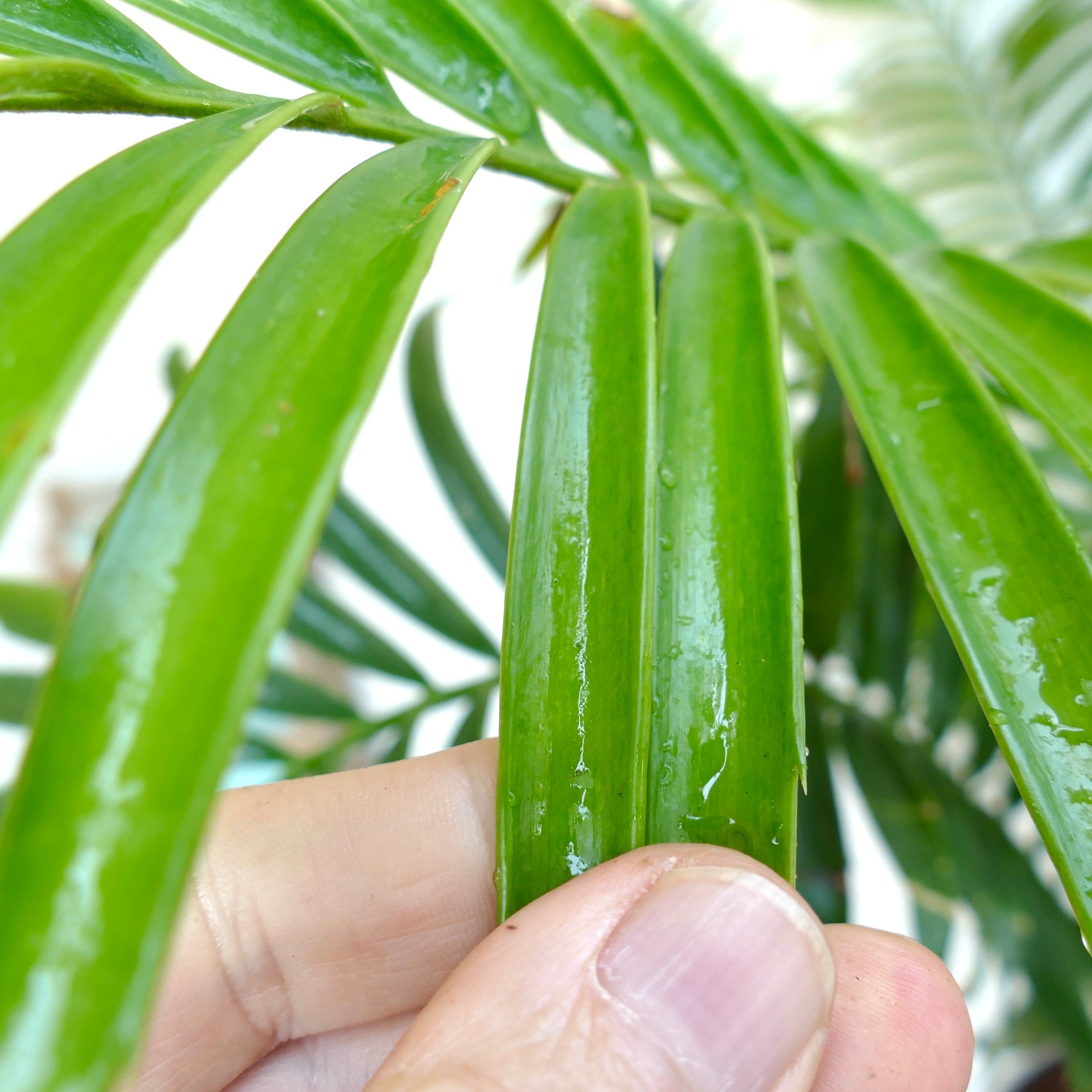 Encephalartos sclavoi glossy green pinnate leaves close-up with human hand