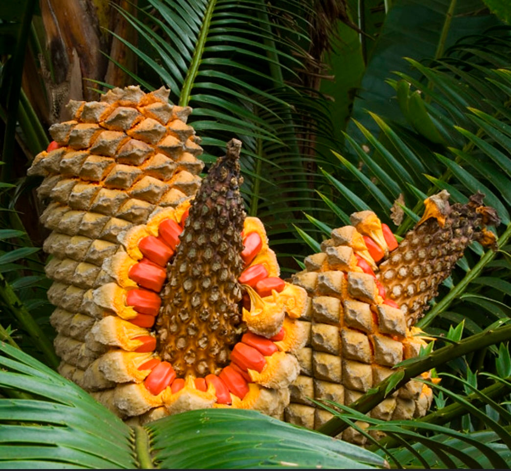 Encephalartos senticosus (piantina ad 1 foglia)