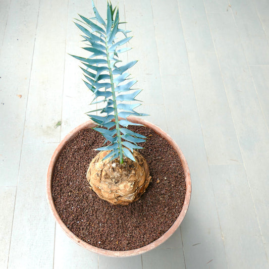 Encephalartos trispinosus rare cycad with blue-green spiny leaves and swollen caudex