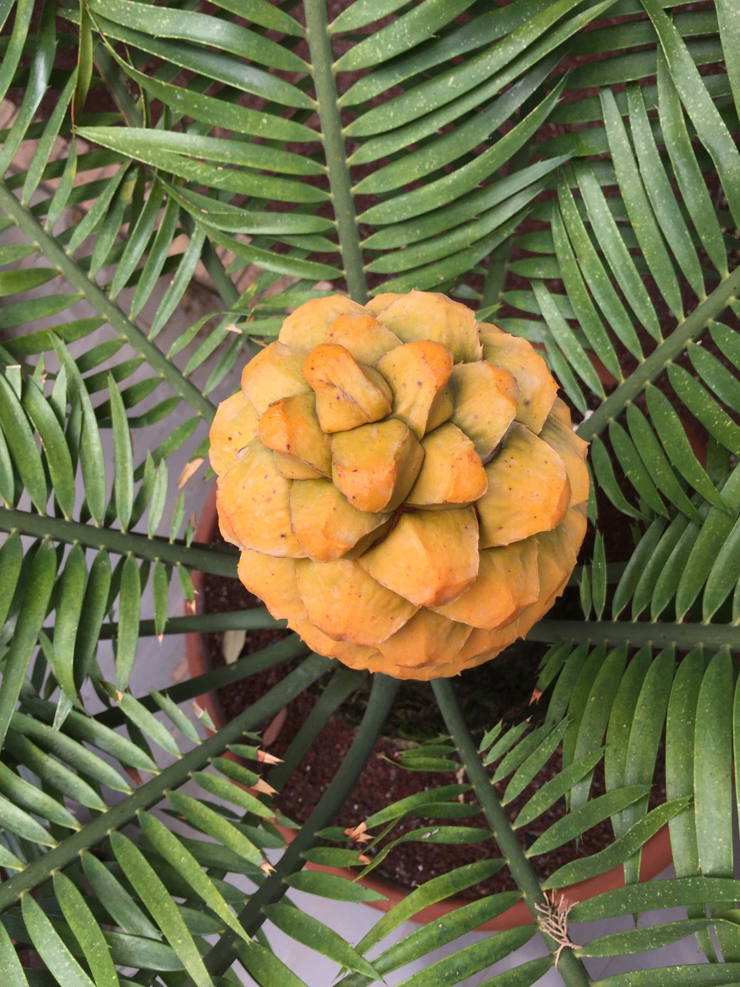 Encephalartos umbeluziensis SEEDS