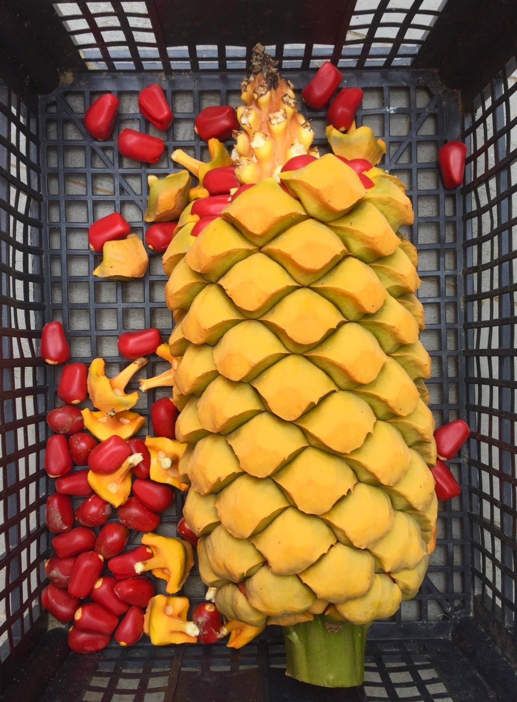 Encephalartos umbeluziensis SEEDS