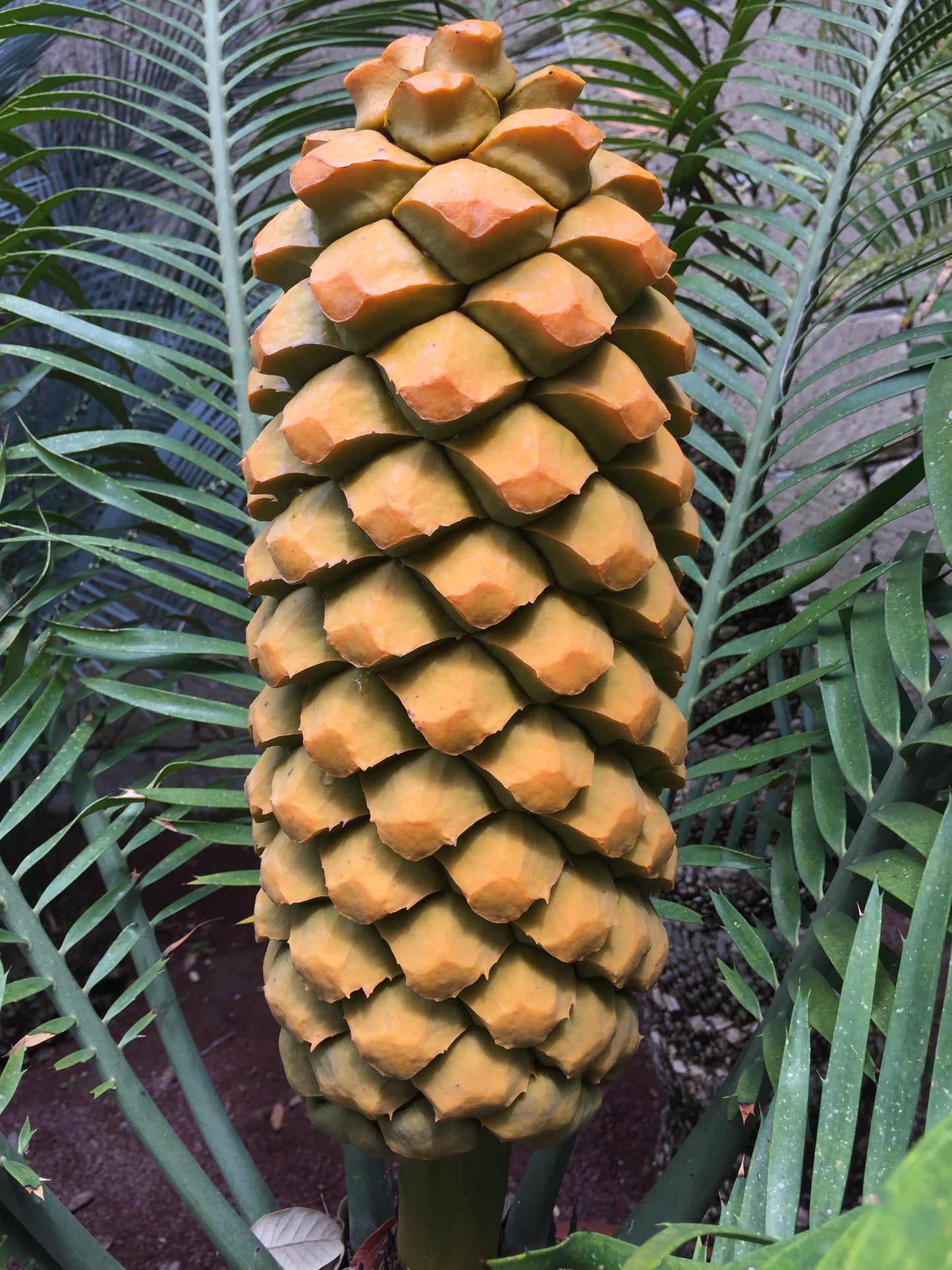Encephalartos umbeluziensis SEEDS