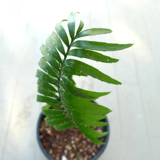 Encephalartos woodii X natalensis 3,5cm CAUDEX