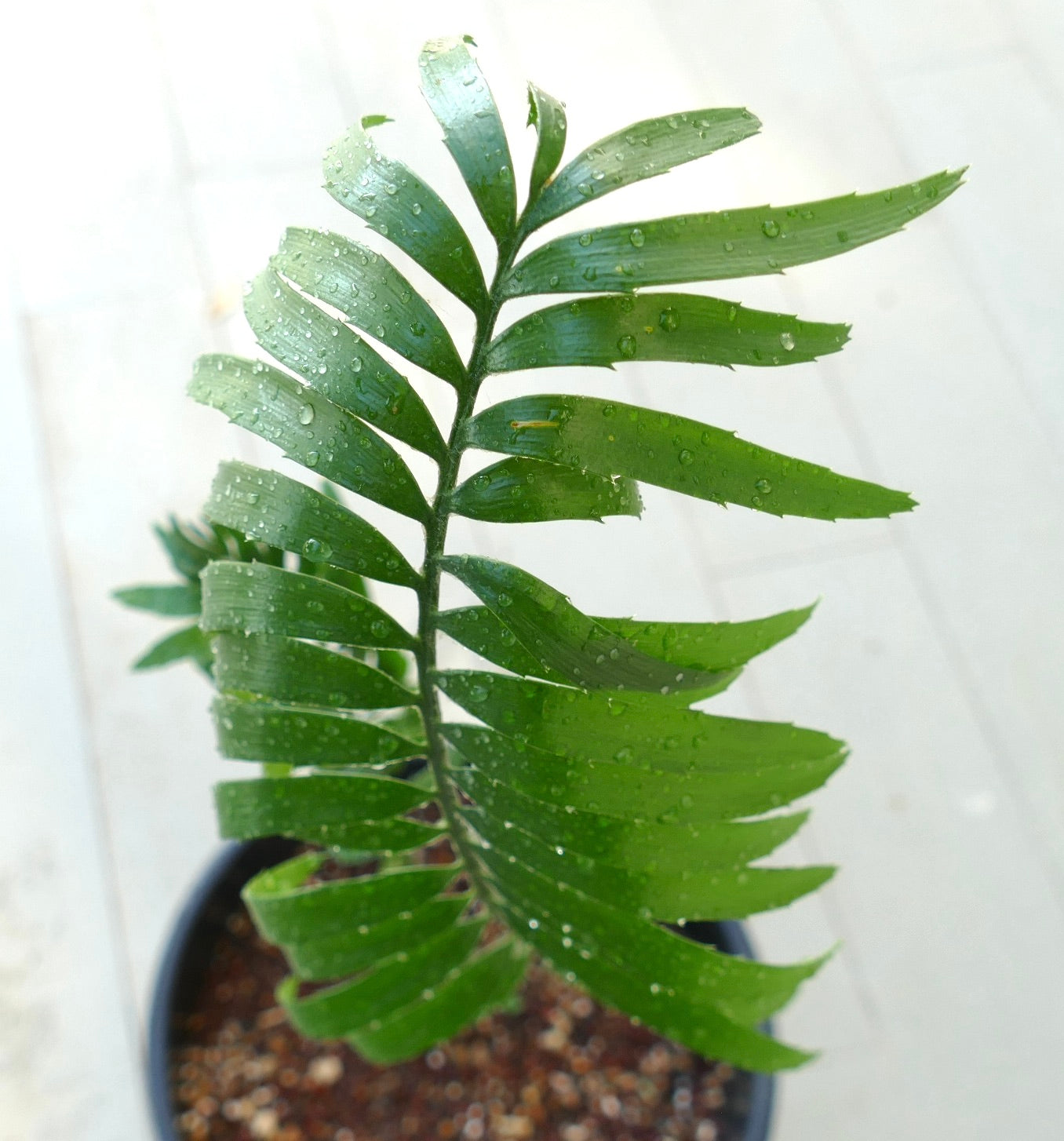 Encephalartos woodii X natalensis 3,5cm CAUDEX