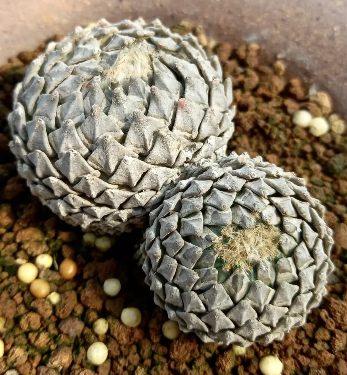 Encephalocarpus strobiliformis rare succulent with textured grayish geometric tubercles and woolly center