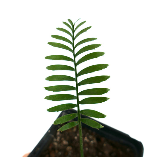 Enchephalartos caffer young green cycad leaf with symmetrical leaflets in small pot