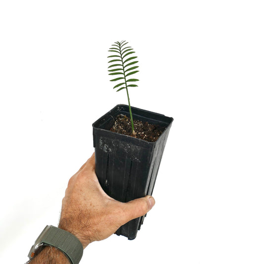 Enchephalartos caffer young rare cycad seedling with slender green leaflets in black pot