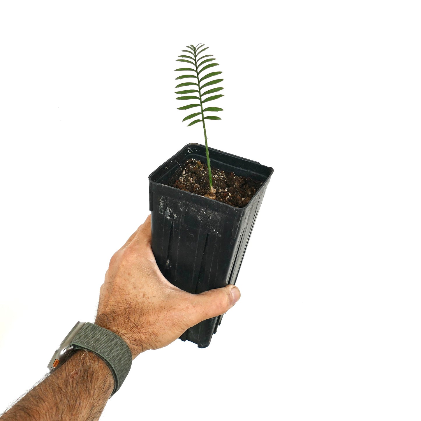 Enchephalartos caffer young seedling with slender green leaflets in black nursery pot