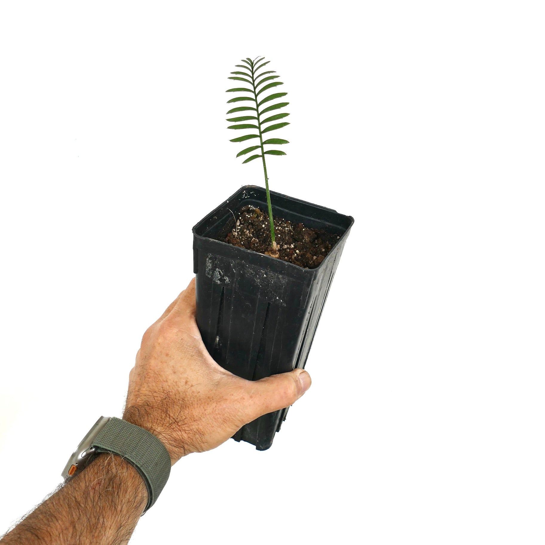 Enchephalartos caffer young seedling with slender green leaflets in black nursery pot