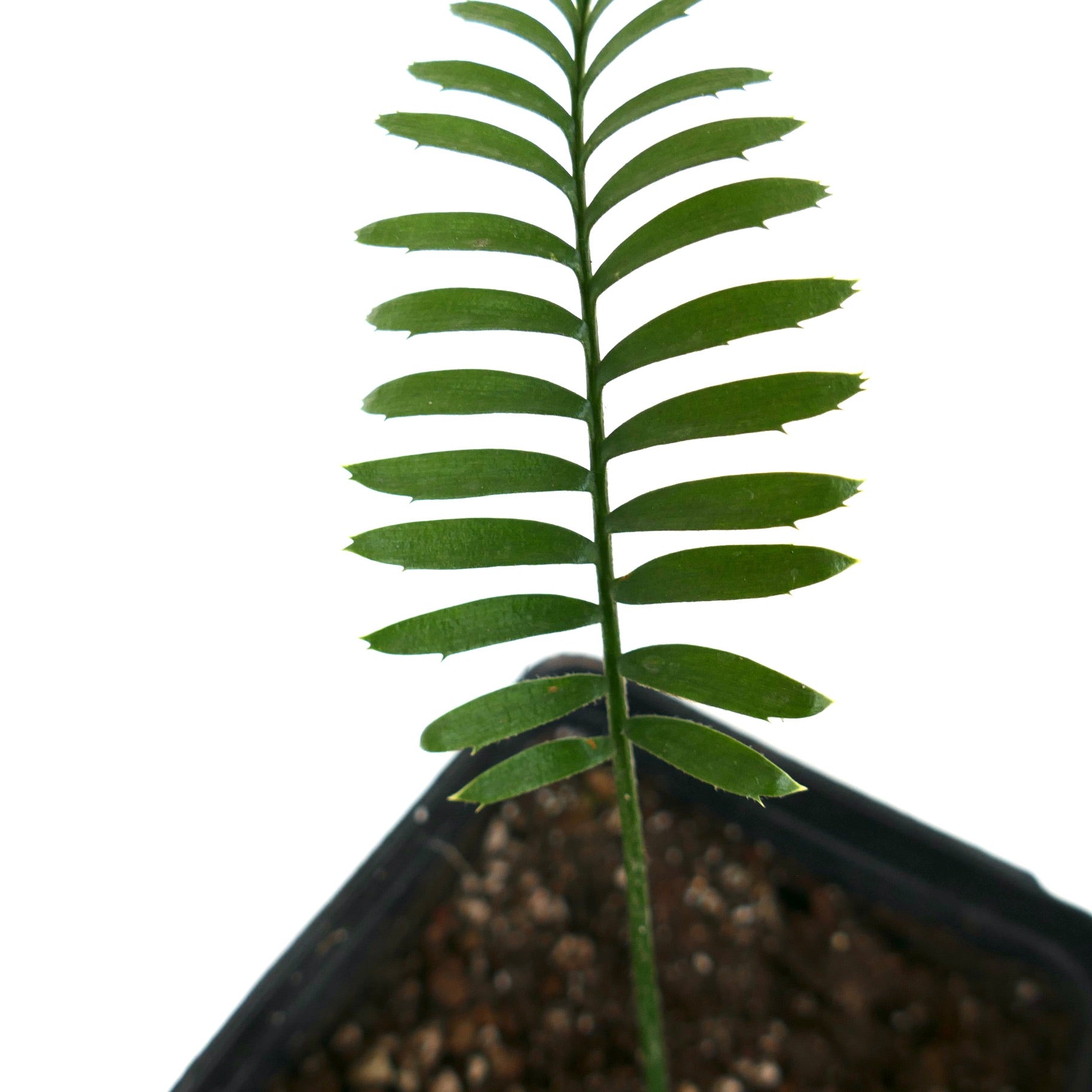 Enchephalartos caffer young green cycad with symmetrical leaflets in black pot