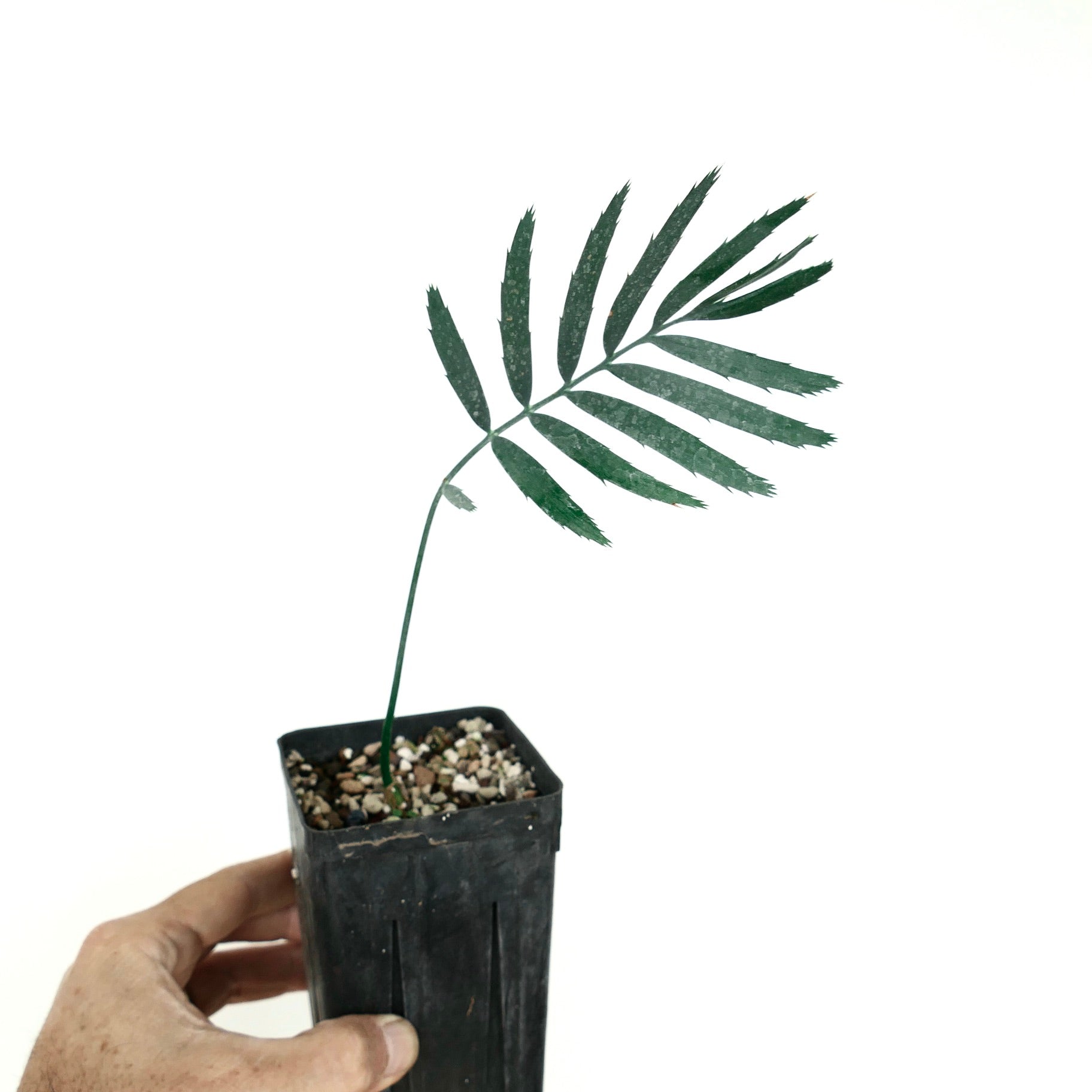 Enchephalartos msinganus young rare cycad with slender green leaflets in black pot