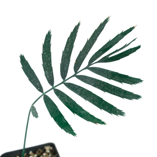 Enchephalartos msinganus rare cycad with dark green pinnate leaves and spiny edges