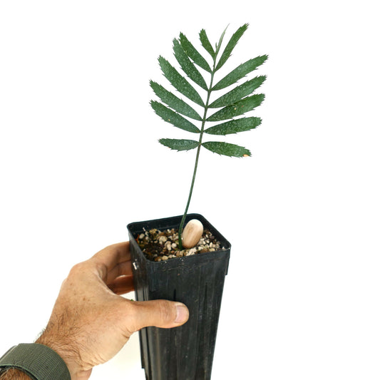 Enchephalartos msinganus young rare cycad with segmented green leaf in black pot