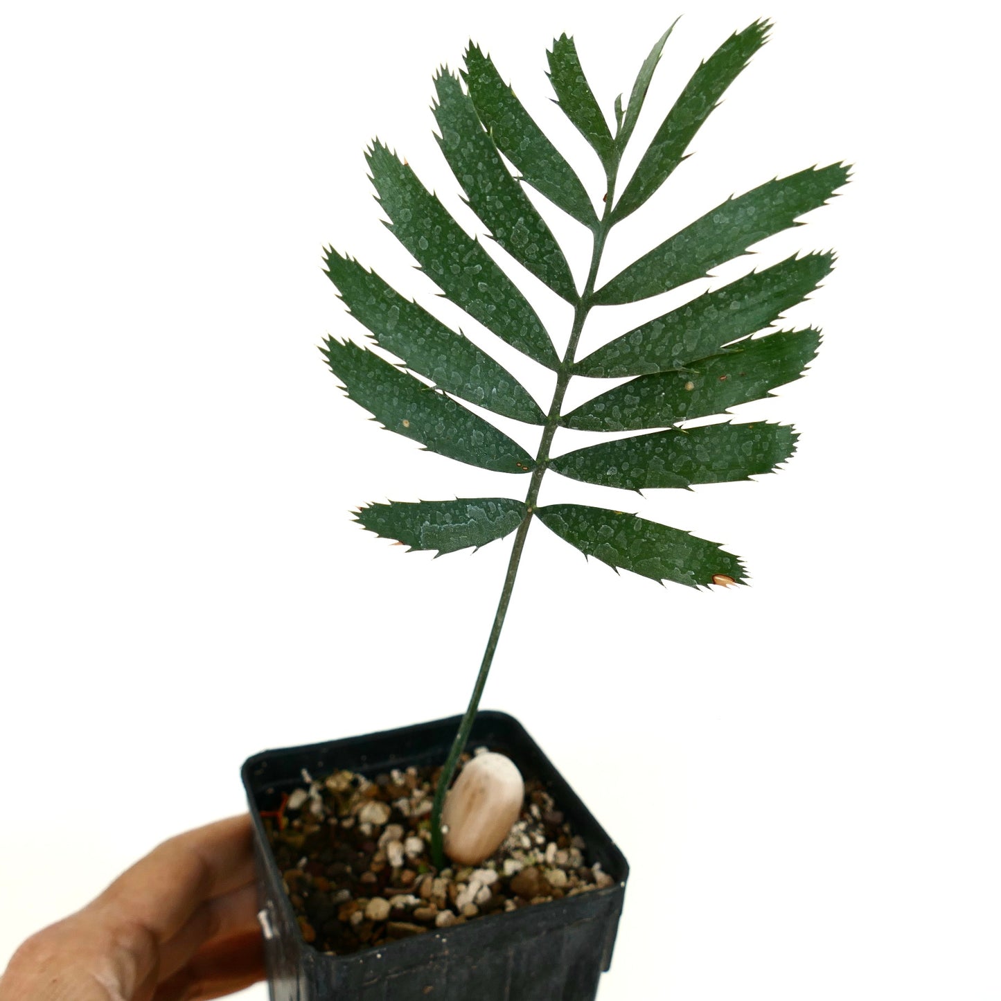 Enchephalartos msinganus junge seltene Palmfarne mit gezackten dunkelgrünen Fiederblättchen im Topf