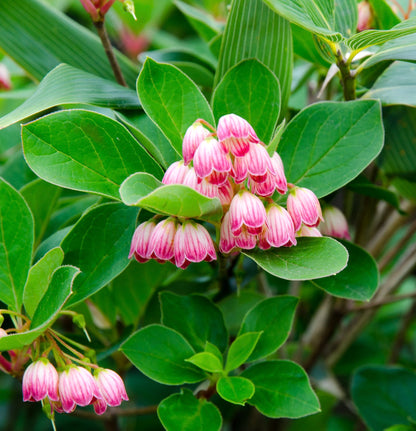 Enkianthus campanulatus