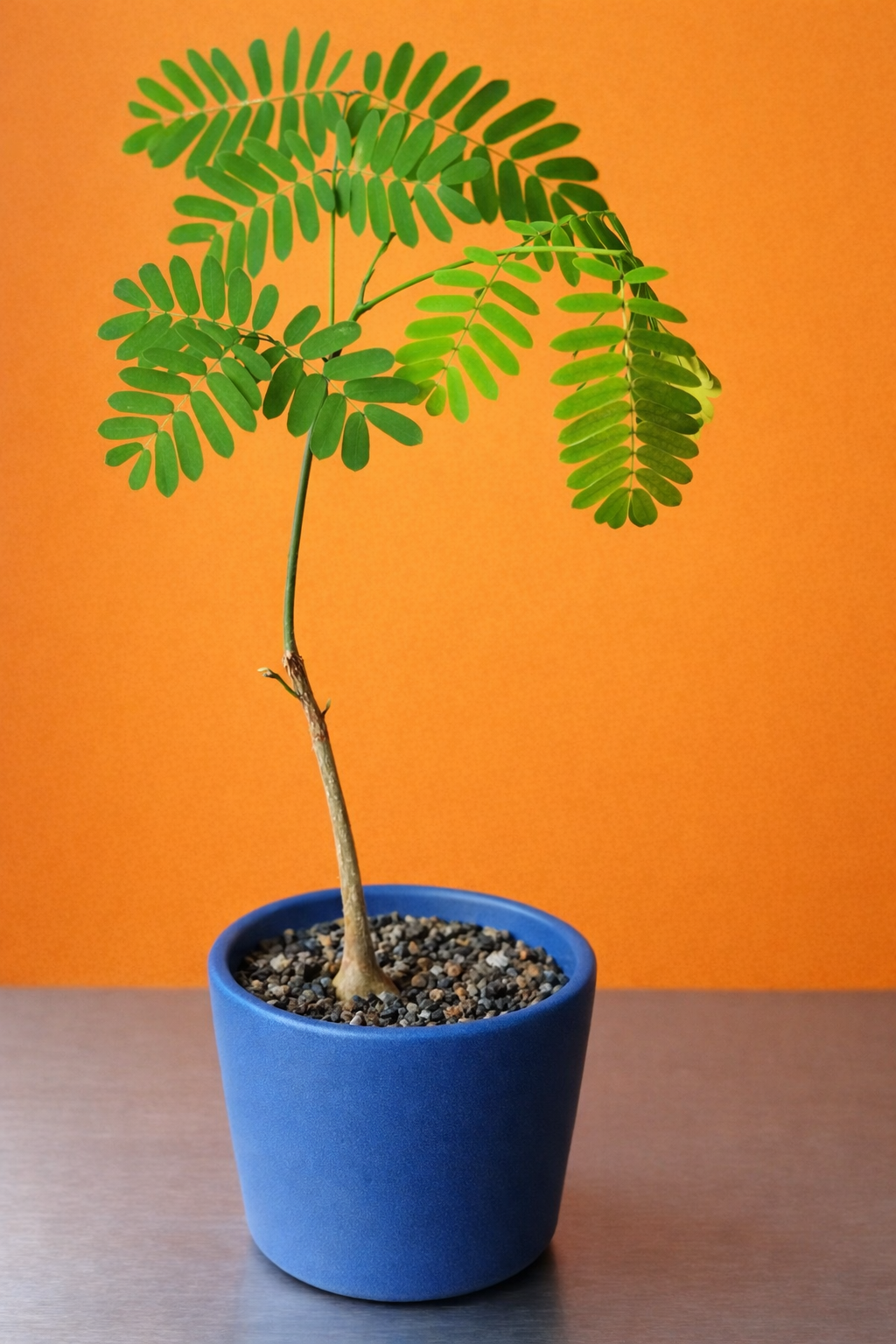 Entada leptostachya young plant with delicate green pinnate leaves in blue pot