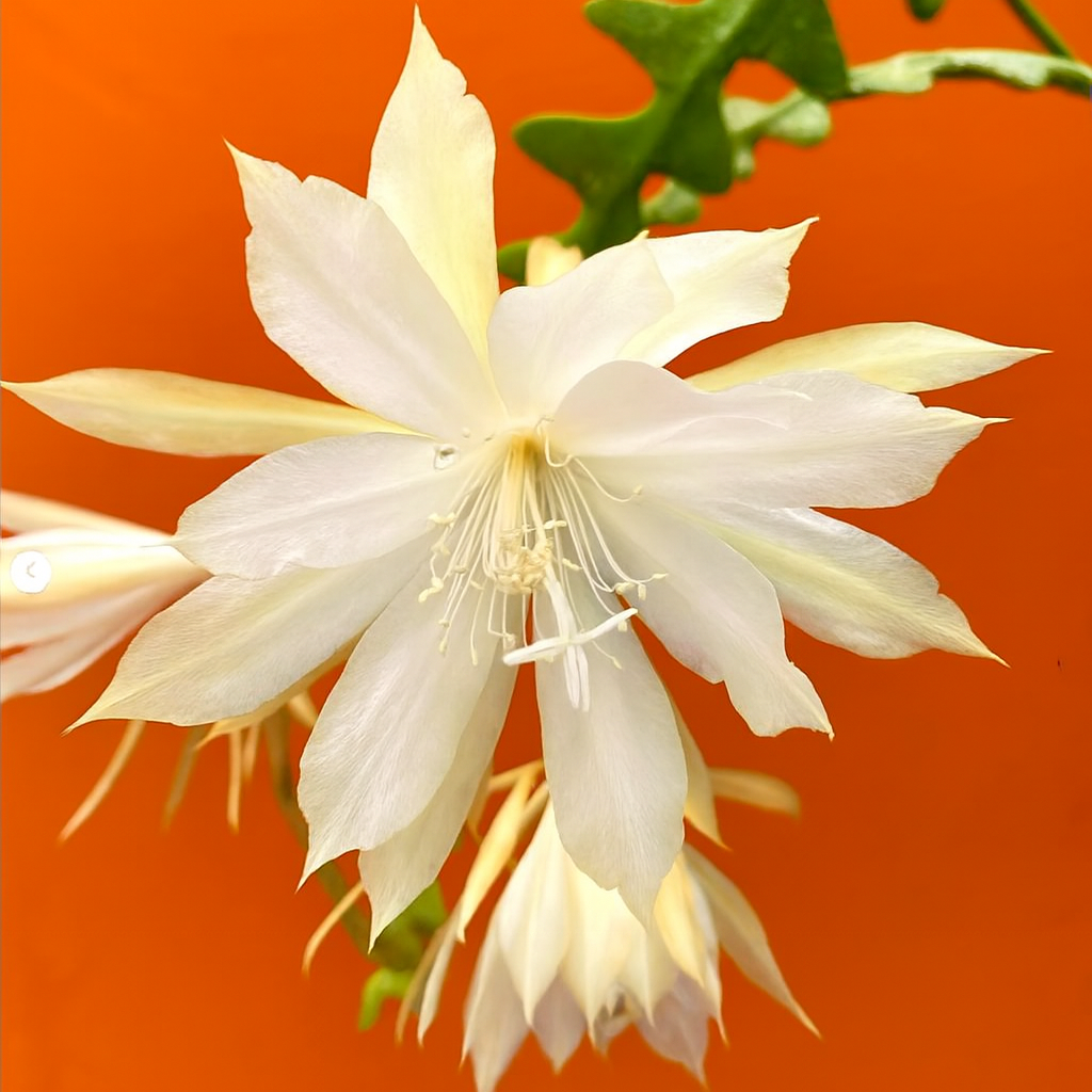 Epiphyllum anguliger suculenta com grandes flores brancas em forma de estrela e caules verdes segmentados