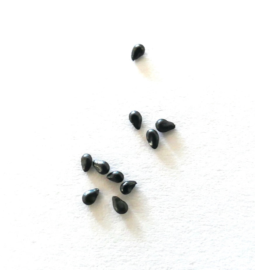 Graines noires d'Epiphyllum anguliger sur fond blanc pour la propagation de succulentes