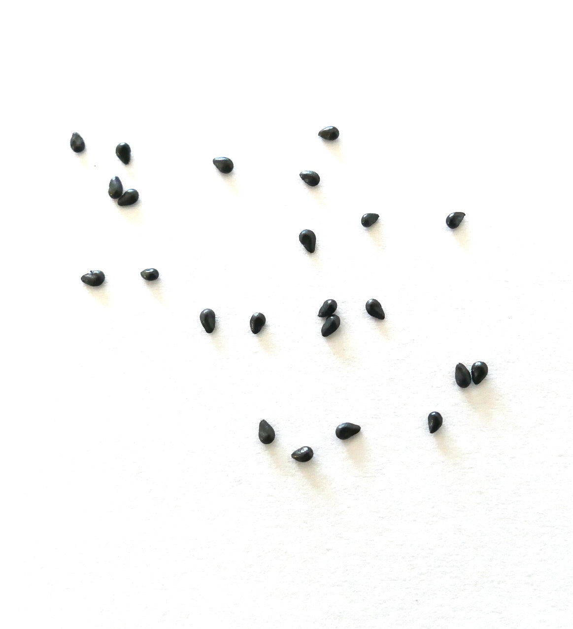 Petites graines noires d'Epiphyllum anguliger sur fond blanc pour la propagation des succulentes