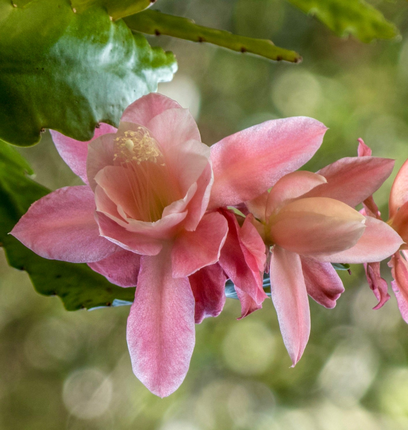 Epiphyllum oxypetalum
