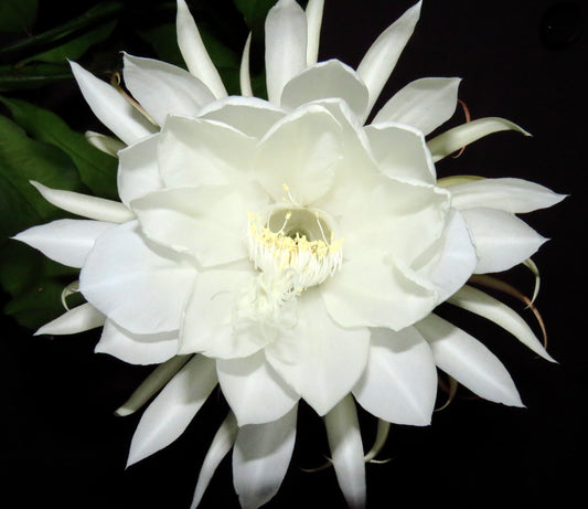 Epiphyllum oxypetalum cv MARYLIN grande fiore bianco profumato che sboccia di notte