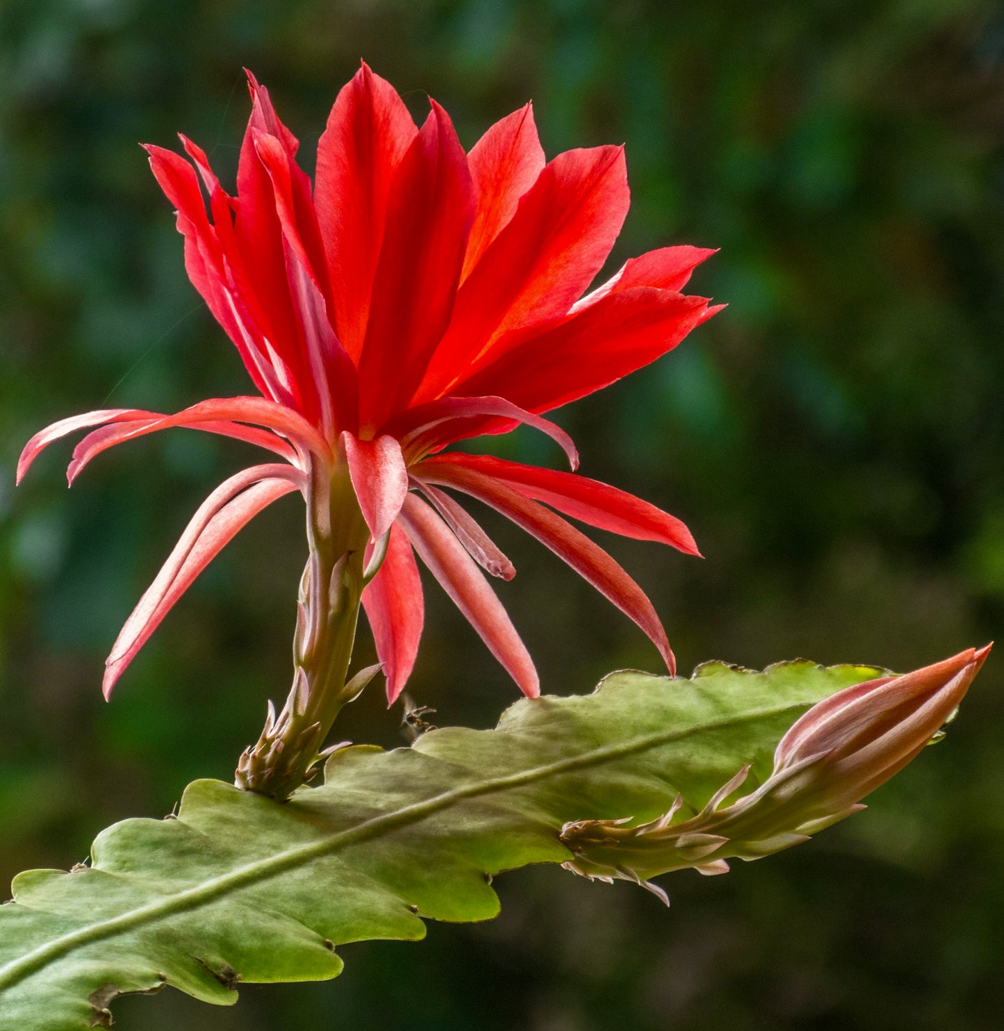 Epiphyllum oxypetalum cv SAMITE fiore rosso vibrante con petali lunghi e stelo segmentato verde