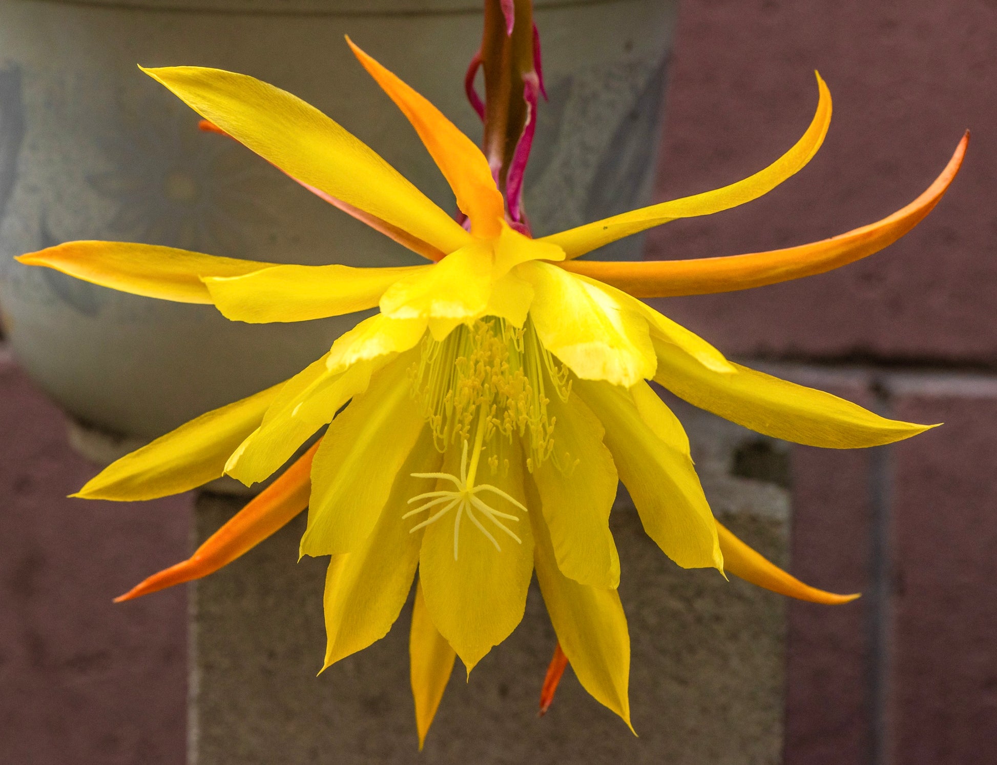 Epiphyllum oxypetalum cv SUMMER SUN grande fiore di cactus giallo vibrante in fiore