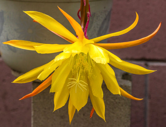 Epiphyllum oxypetalum cv SUMMER SUN grande fiore di cactus giallo vibrante in fiore