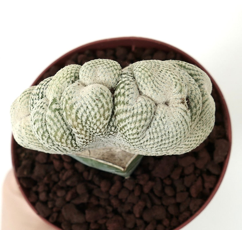 Epithelantha bokei CRESTED MONSTRUOSUS