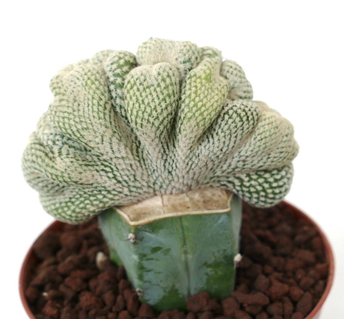 Epithelantha bokei CRESTED MONSTRUOSUS