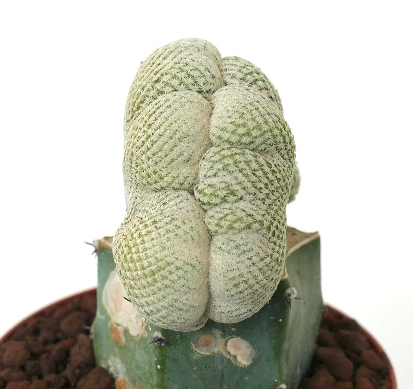 Epithelantha bokei FUN CRESTED