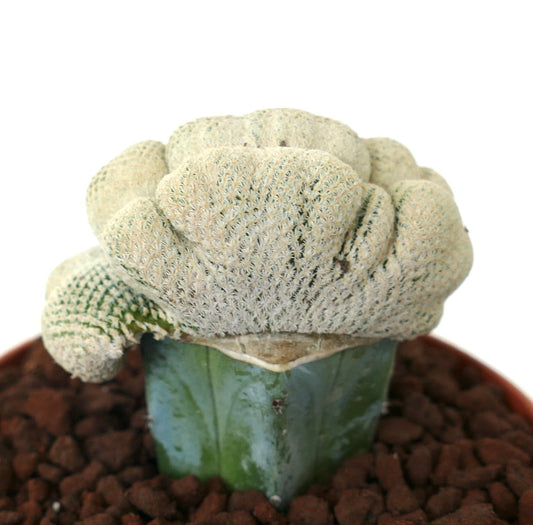 Epithelantha bokei raro cactus crestado con espinas blancas densas sobre base verde suculenta