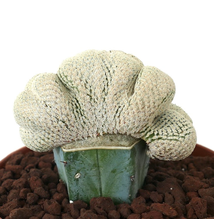 Epithelantha bokei seltener gekämmter Kaktus mit dichten weißen Stacheln in kleinem Topf