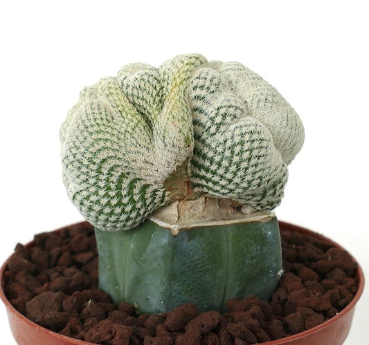 Epithelantha bokei cactus raro cresta con espinas blancas densas en maceta pequeña