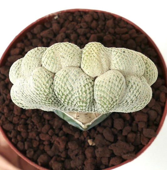 Epithelantha bokei crested rare succulent cactus with dense white spines in pot