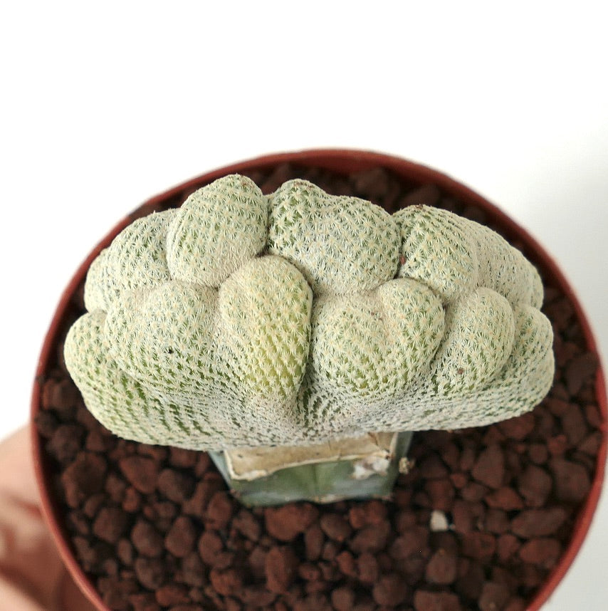 إبيثيلانثا بوكي نبتة صبار نادرة متوجة بأشواك بيضاء كثيفة في وعاء صغير