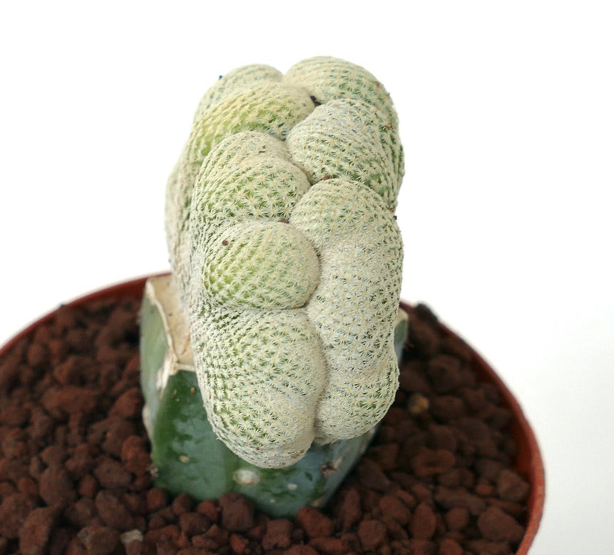 صبار إبيتيلانثا بوكاي النادر ذي القمة المتعرجة مع أشواك بيضاء كثيفة في وعاء صغير