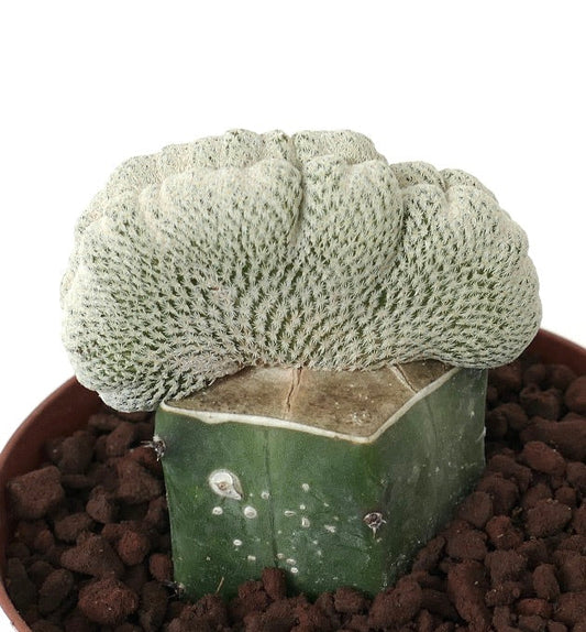 Epithelantha bokei rare crested cactus with dense white spines on green base