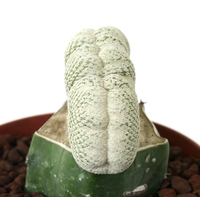 نبات صبار إبيثيلانثا بوكاي النادر ذو الأشواك البيضاء مزروع ومطعون كنموذج نباتي في وعاء