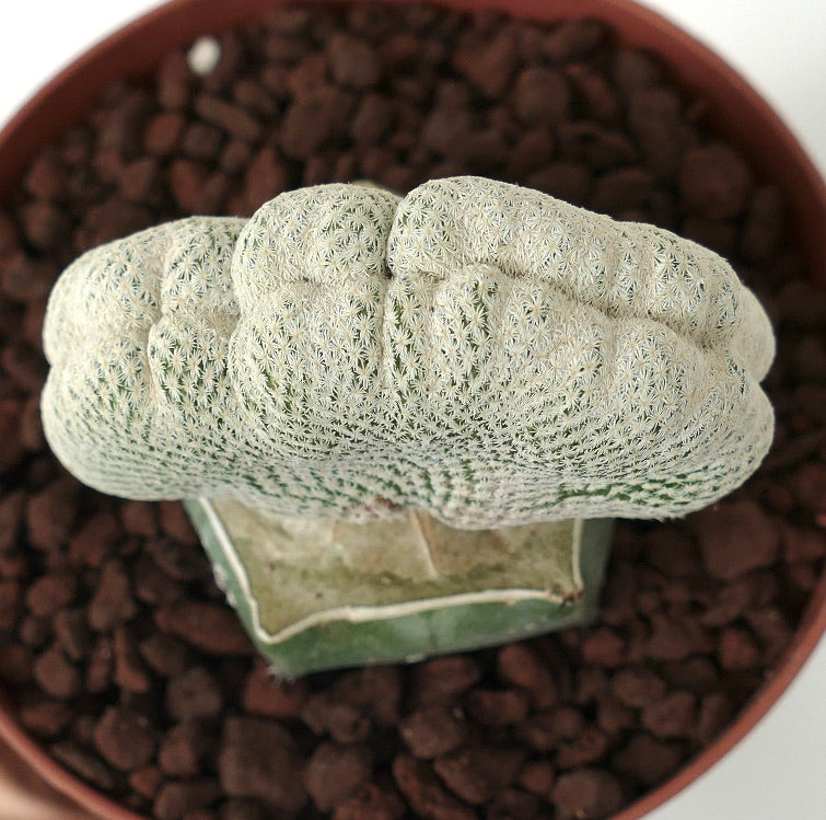 صبار إبيتيلانثا بوكي النادر المتوج بأشواك بيضاء كثيفة في وعاء بني