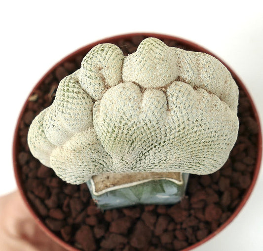 Epithelantha bokei SUPER CRESTED