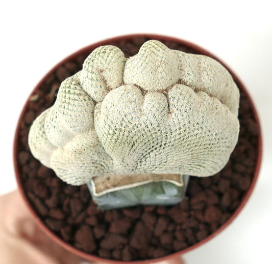 Epithelantha bokei SUPER CRESTED