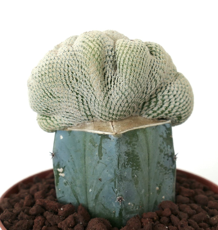 Epithelantha bokei SUPER CRESTED