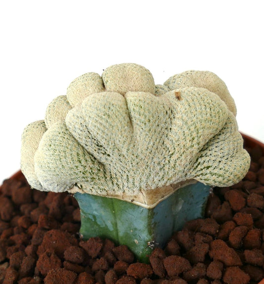 Epithelantha bokei cactus raro crested con espinas blancas densas sobre base verde suculenta